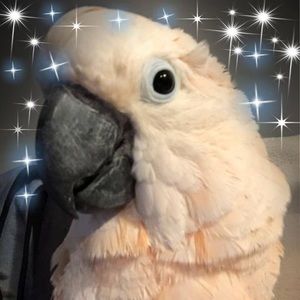 Meet your Posher, Michelle